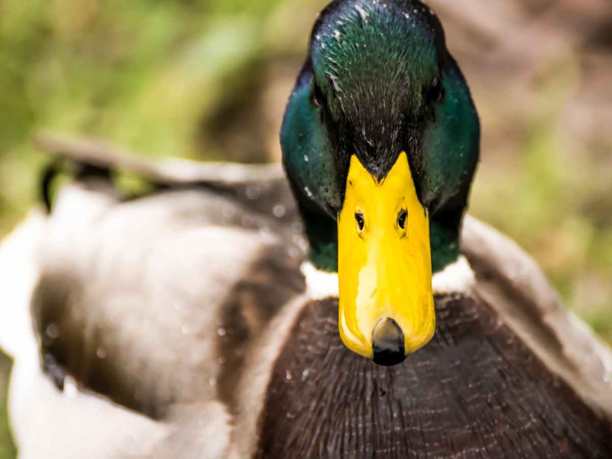 F*cking Duck – A&nbsp;Poem